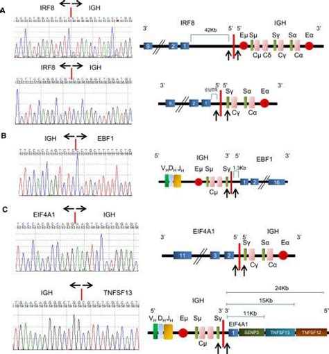 Mouse Monoclonal Anti Human Irf Santa Cruz Biotechnology Bioz