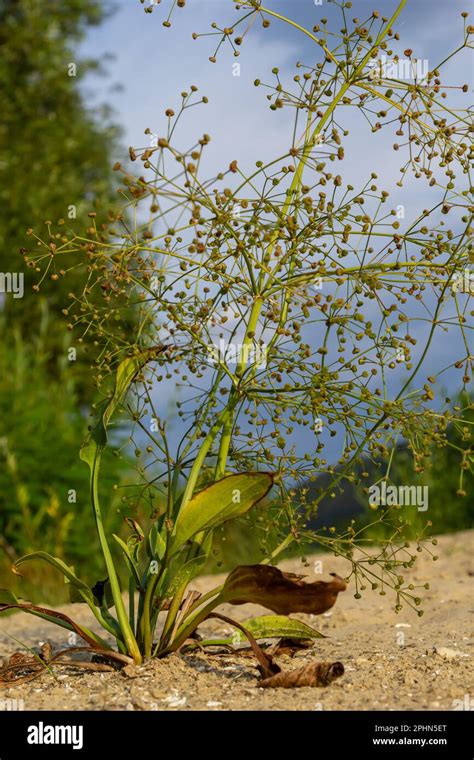 Flowers Of European Water Plantain Alisma Plantago Aquatica Stock