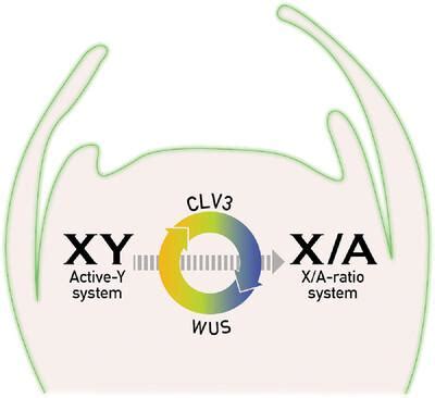 Evolution Of Sex Determination In Dioecious Plants From Active Y To X