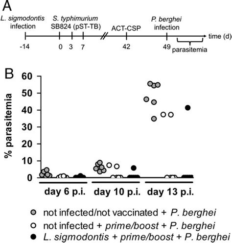 Parasitemia Of Mice After Challenge With P Berghei Sporo Zoites A Download Scientific