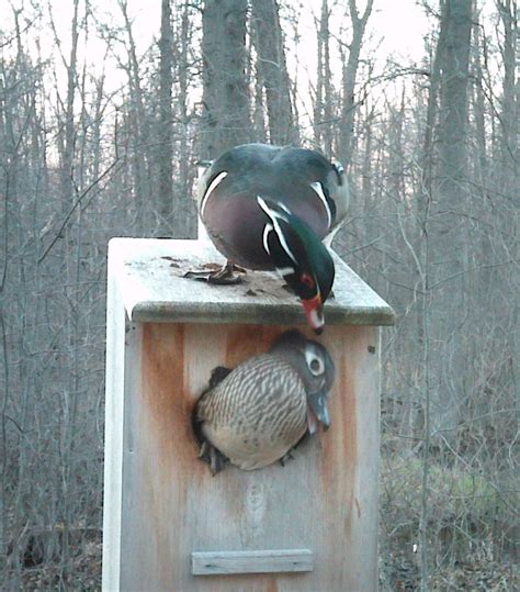 3 Pack Wood Duck Nest Boxes Full Door Etsy