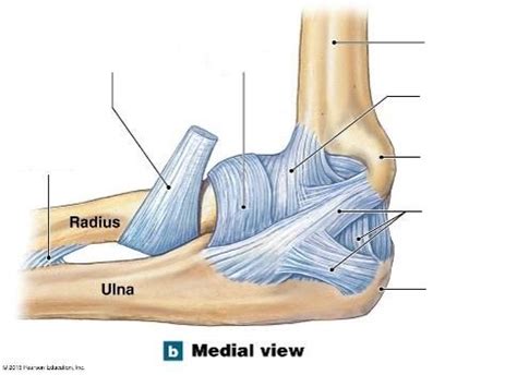 Elbow Joint Diagram Medial Diagram Quizlet