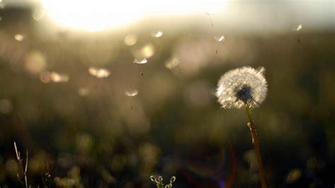 Dandelion Wallpapers Wallpaper Cave