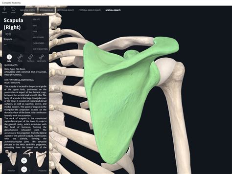 Scapula Diagram Anatomy Organs Human Anatomy Anatomy Bones Porn Sex