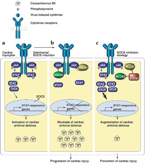 Figure From The Suppressor Of Cytokine Signaling Socs Is A Novel