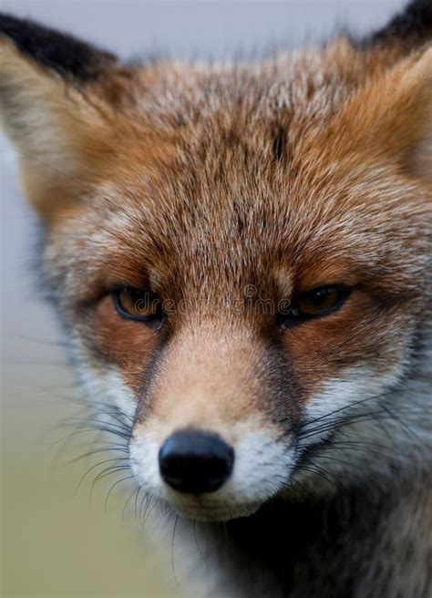 Fox Face Stock Photo Image Of Isles South Mammal Outdoors 23228790