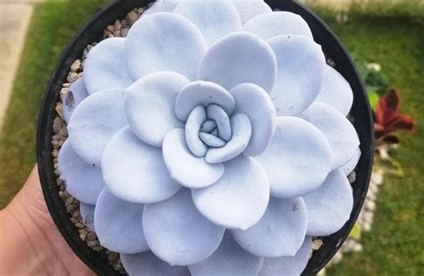 Echeveria Laui Perfil Cuidados Y Reproducción