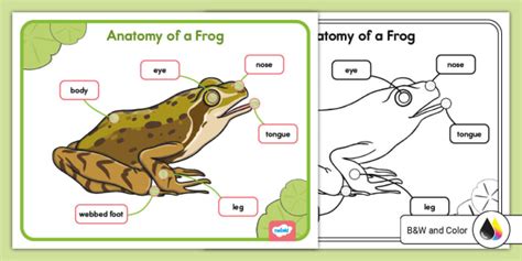 Anatomy Of A Frog Poster Lehrer Gemacht Twinkl Worksheets Library