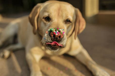 Tìm hiểu các vấn đề về hành vi của Labrado Retriever - Trường Huấn ...