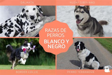 Por Qu Mi Perro Negro Se Vuelve Blanco