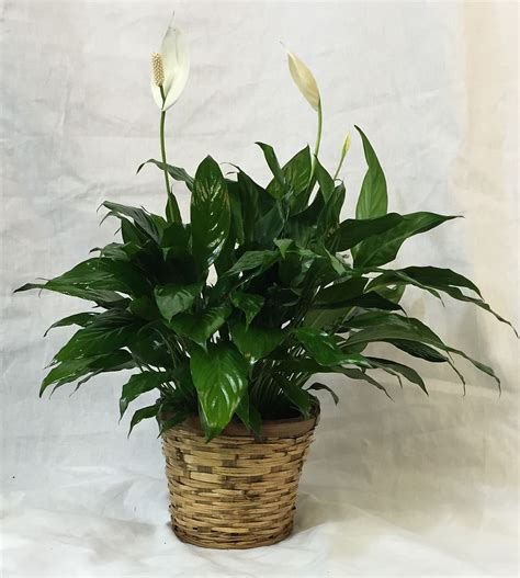 Peace Lily Small Bouquetshoppe