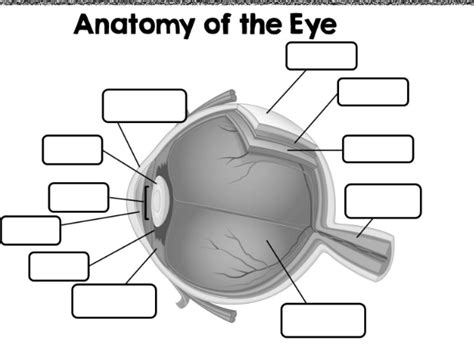 Anatomy Of The Eye Diagram Quizlet