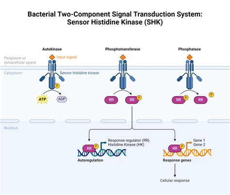 Bacterial Two Component Signal Transduction System Sensor Histidine