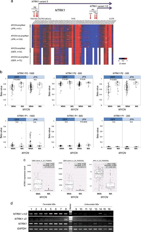 Epigenetic Regulation Of Ntrk P And P Promoters In Nb Primary