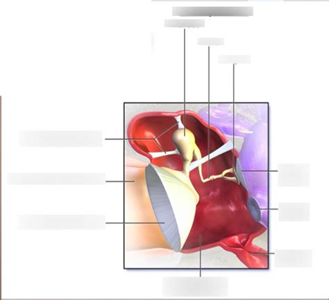 Middle Ear Diagram | Quizlet