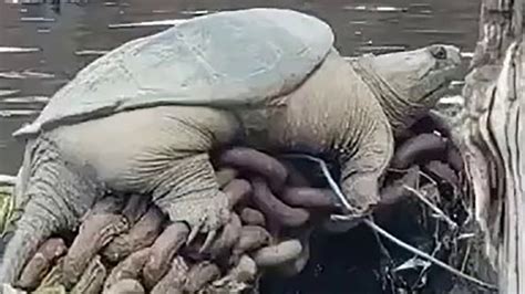 Giant Snapping Turtle Dubbed ‘chonkosaurus Spotted In Chicago River Fox Weather