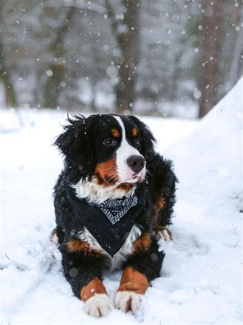 Cuánto frío puede soportar mi perro ARQUIVET