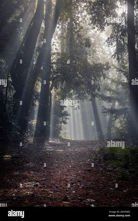 Redwood Beams Hi Res Stock Photography And Images Alamy