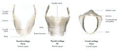 Gross Spring Equine And Ruminant Larynx Mt Flashcards Cram