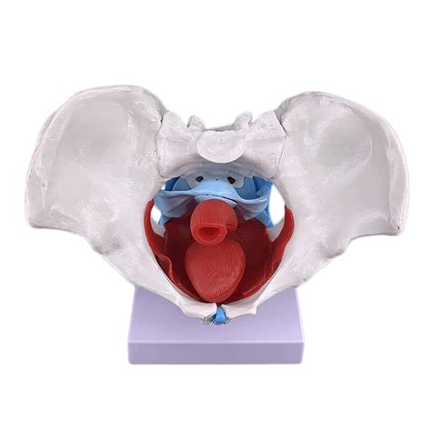 Buy Assembly Assembly Model Female Skeletal Pelvic Model Anatomy Human