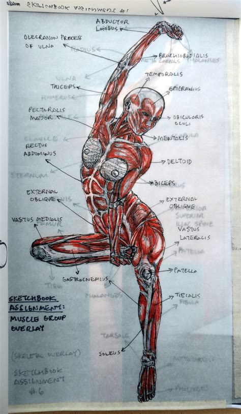 Human Anatomy Drawing Reference Drawing Rjuuc Edu Np