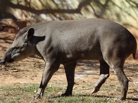 Anta Tapirus Terrestris Vive Em Matas Fechadas E Altas Se Flickr