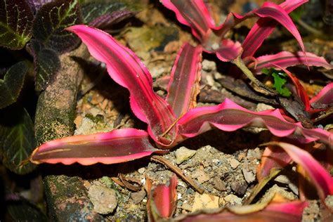 Bromelia Planta Rosado Foto Gratis En Pixabay Pixabay