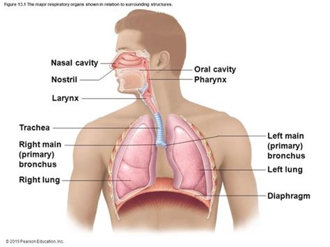 Respiratory System Flashcards Quizlet