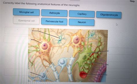 Correctly Label The Following Anatomical Features Of The Oral Cavity