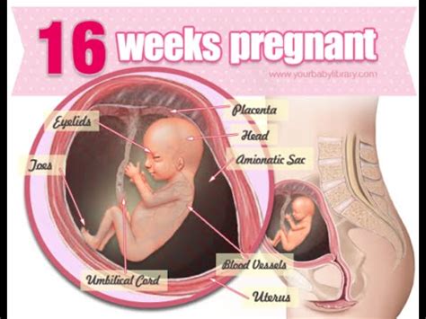 Fetal development 16 weeks pregnant - YouTube