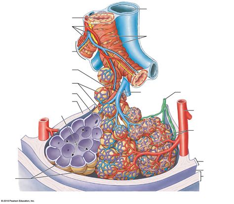 Bronchioles Diagram Quizlet