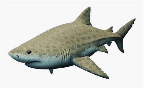Great White Shark , Free Transparent Clipart - ClipartKey