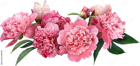 Pink Peony Isolated On A Transparent Background Png File Floral