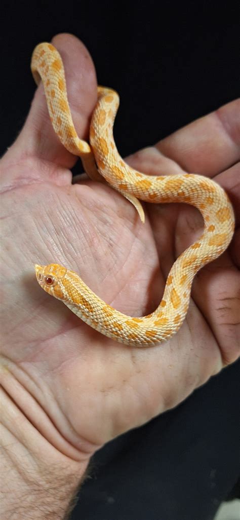 Yearling Male Albino Anaconda Hognose Snake Reptile Mart