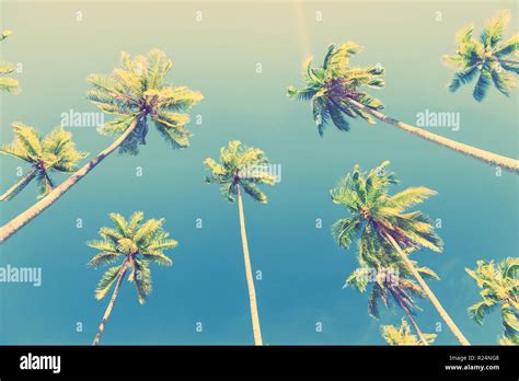 Tropical Beach Background With Palm Trees Silhouette At Sunset Vintage