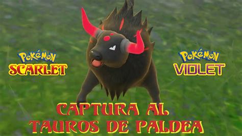 CAPTURA AL TAUROS DE PALDEA FÁCIL Y RÁPIDO YouTube