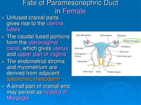 Ppt Development Of Genital System Powerpoint Presentation Free