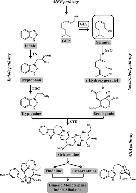 Simplified View Of Mia Biosynthesis In C Roseus Full And Dashed