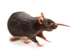 Rattus Rattus - Eliminate - Remove - Eradicate | Gallura Disinfestazioni