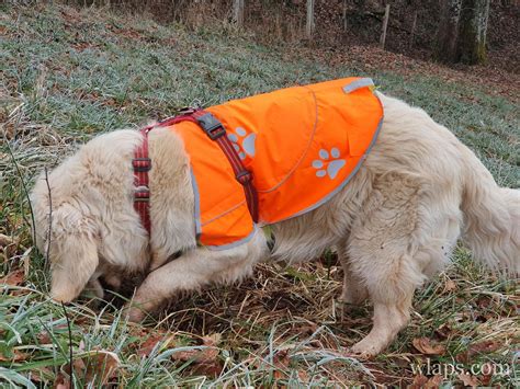 Comment Prot Ger Son Chien Quand C Est La Chasse Wlaps