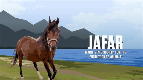 Jafar - A Vibrant Horse's Story • MSSPA
