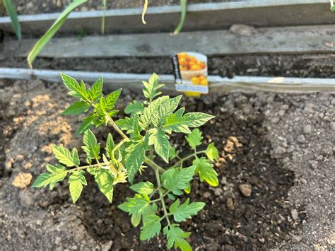 夏野菜の植え付け ともたんのエコ日記