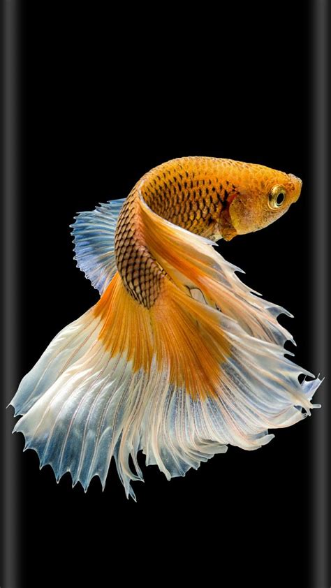 Pin by Victorya on животные | Betta fish types, Betta fish, Cool fish