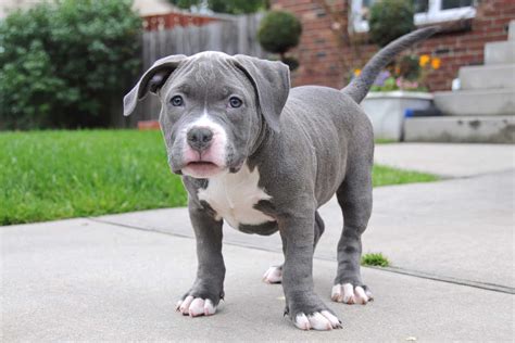 Blue American Bully Info, Pictures, Genetics, Facts, FAQ & More