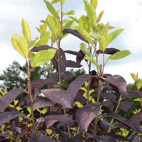 Черемуха Шуберта (101 фото) - фото - картинки и рисунки: скачать бесплатно