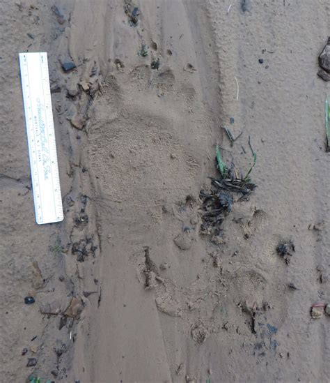 A Colorado Hunters Life Black Bear Tracks