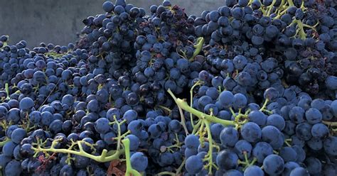 Wines For International Grenache Day