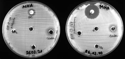 Is partial inhibition zone of bacteria considered as inhibition?