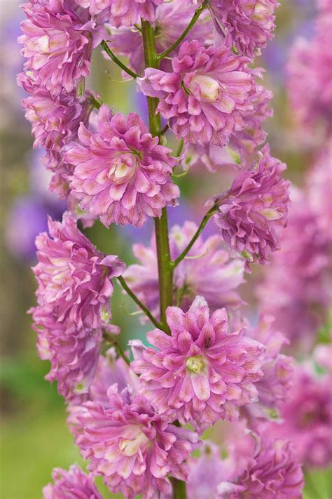 Of The Best Delphinium Cultivars For Your Flower Beds