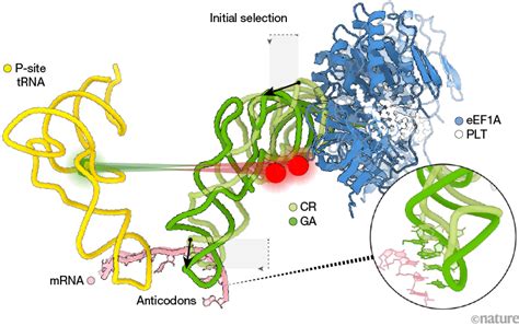 Mechanism Of Messenger Rna Decoding In Humans Illuminated